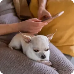 Small white Chihuahua resting on a person's lap while they scroll on their phone