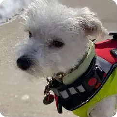 Small white fluffy dog outdoors wearing a colorful service vest